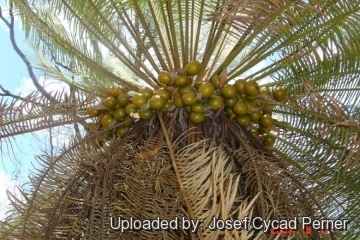 25369 josef Josef Cycad Perner 