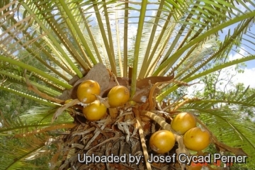 25374 josef Josef Cycad Perner 