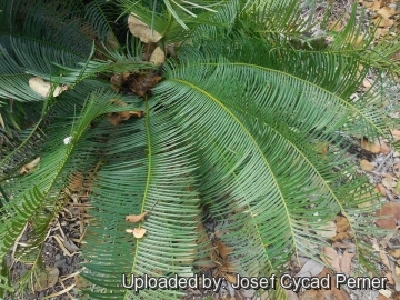 21780 josef Josef Cycad Perner 