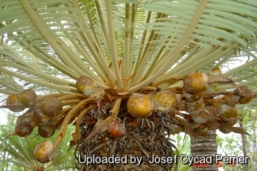 25344 josef Josef Cycad Perner 