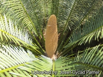 25145 josef Josef Cycad Perner 