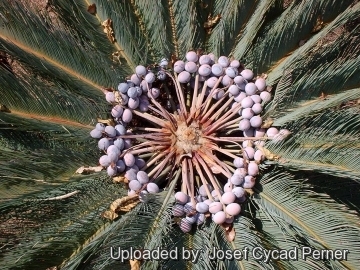 25465 josef Josef Cycad Perner 