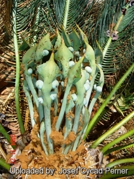 25482 josef Josef Cycad Perner 