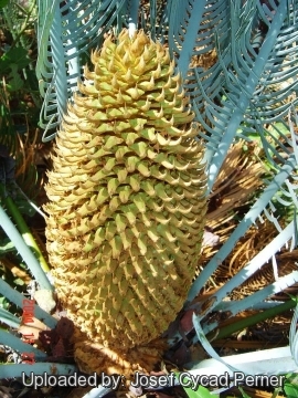 25483 josef Josef Cycad Perner 