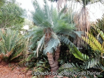 22434 josef Josef Cycad Perner 