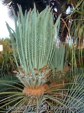 25134 josef Josef Cycad Perner 