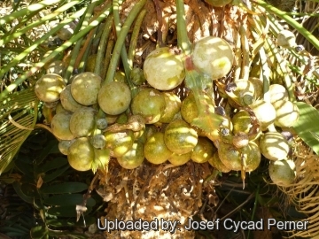 24821 josef Josef Cycad Perner 