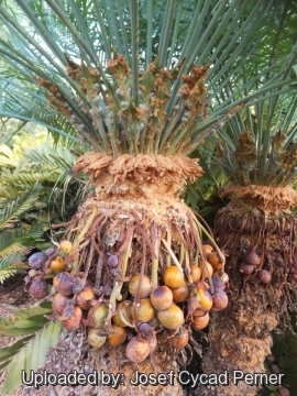 24822 josef Josef Cycad Perner 