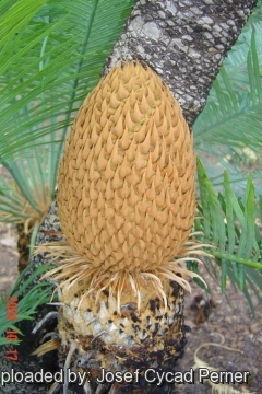 25384 josef Josef Cycad Perner 