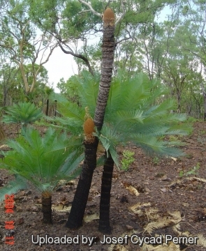 25388 josef Josef Cycad Perner 