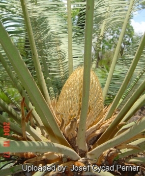 25389 josef Josef Cycad Perner 