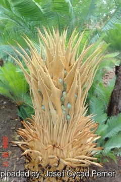 25390 josef Josef Cycad Perner 