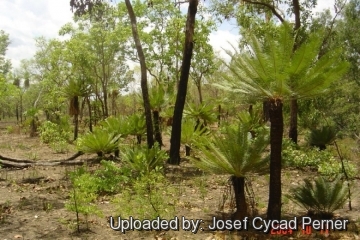 25391 josef Josef Cycad Perner 