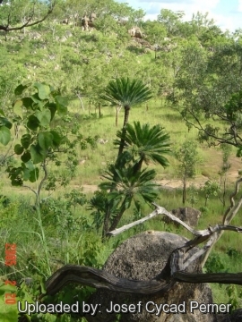 25400 josef Josef Cycad Perner 