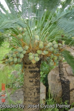 25401 josef Josef Cycad Perner 