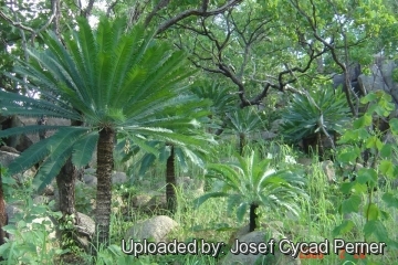 25402 josef Josef Cycad Perner 