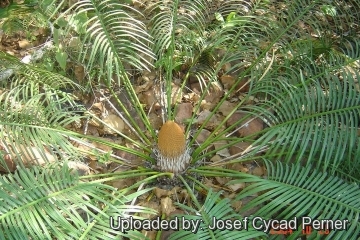 24870 josef Josef Cycad Perner 