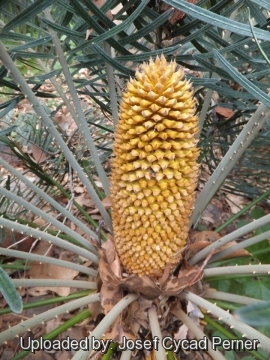 25197 josef Josef Cycad Perner 