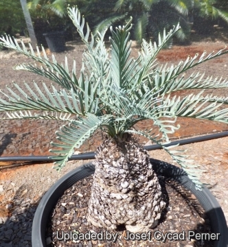 24945 josef Josef Cycad Perner 