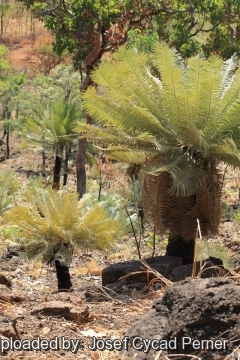 25148 josef Josef Cycad Perner 