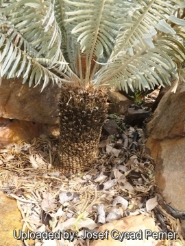 25154 josef Josef Cycad Perner 