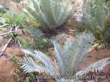 25327 josef Josef Cycad Perner 