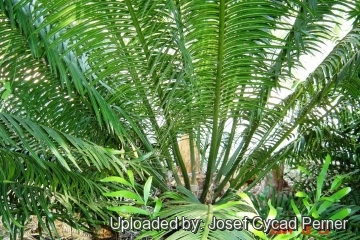 25480 josef Josef Cycad Perner 