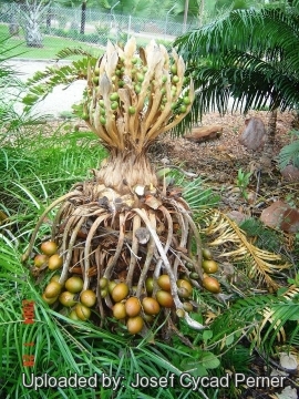 25481 josef Josef Cycad Perner 