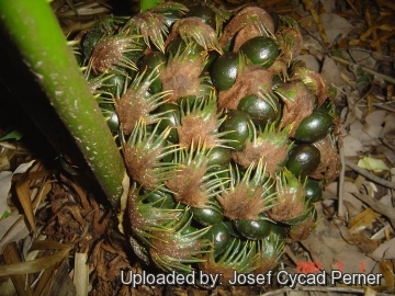 24842 josef Josef Cycad Perner 