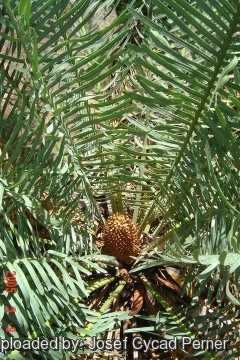 24846 josef Josef Cycad Perner 