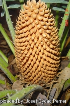 24847 josef Josef Cycad Perner 