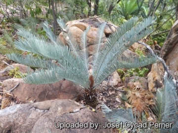 25328 josef Josef Cycad Perner 