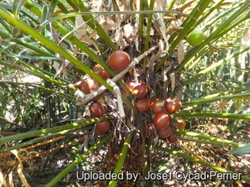 25241 josef Josef Cycad Perner 