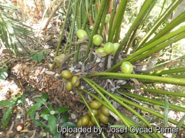 25243 josef Josef Cycad Perner 