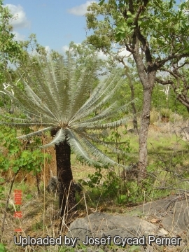 25393 josef Josef Cycad Perner 