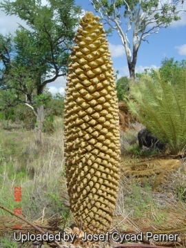 25397 josef Josef Cycad Perner 