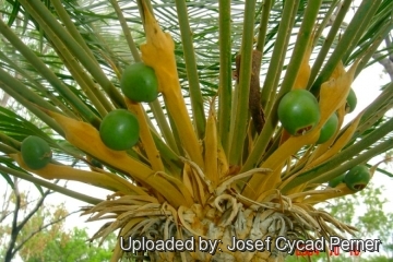 25116 josef Josef Cycad Perner 