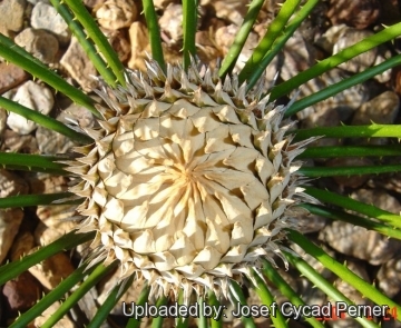 25117 josef Josef Cycad Perner 