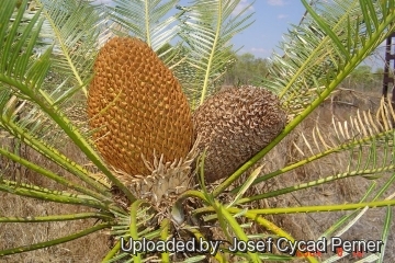 25463 josef Josef Cycad Perner 