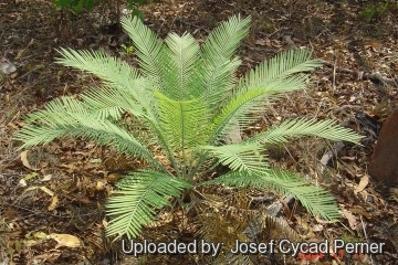 25464 josef Josef Cycad Perner 