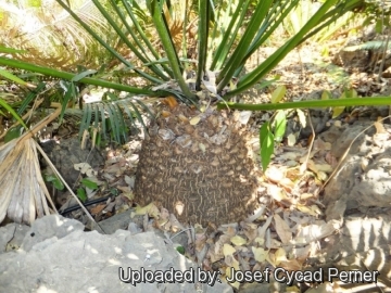 25138 josef Josef Cycad Perner 