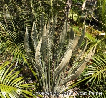 25142 josef Josef Cycad Perner 