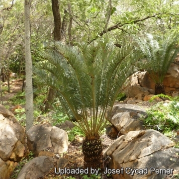 25271 josef Josef Cycad Perner 