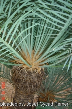 25380 josef Josef Cycad Perner 