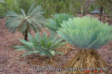 25381 josef Josef Cycad Perner 