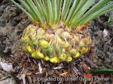 25489 josef Josef Cycad Perner 