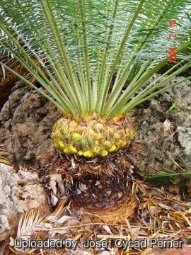 25490 josef Josef Cycad Perner 