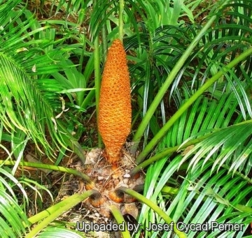 25495 josef Josef Cycad Perner 