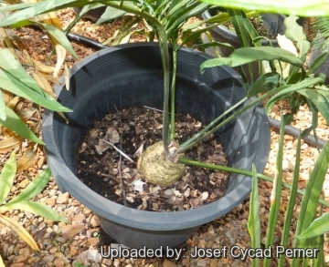 25288 josef Josef Cycad Perner 