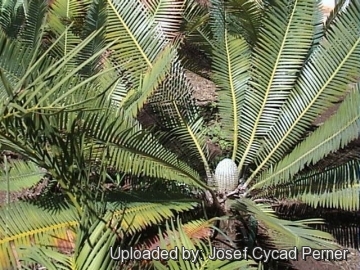 24756 josef Josef Cycad Perner 